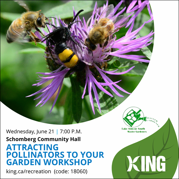 National Pollinator Week Activities In King Township Of King national-pollinator-week-activities-in-king-township-of-king